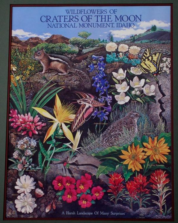 Craters of the Moon Wildflower Poster