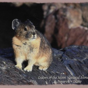 Postcard - Pika