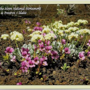 Postcard - Springtime Flowers