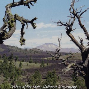 Postcard - Skeleton Trees