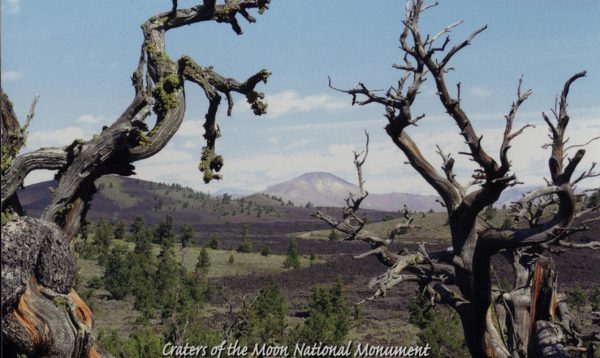 Postcard - Skeleton Trees