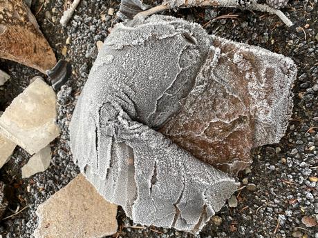 lava rock with frost